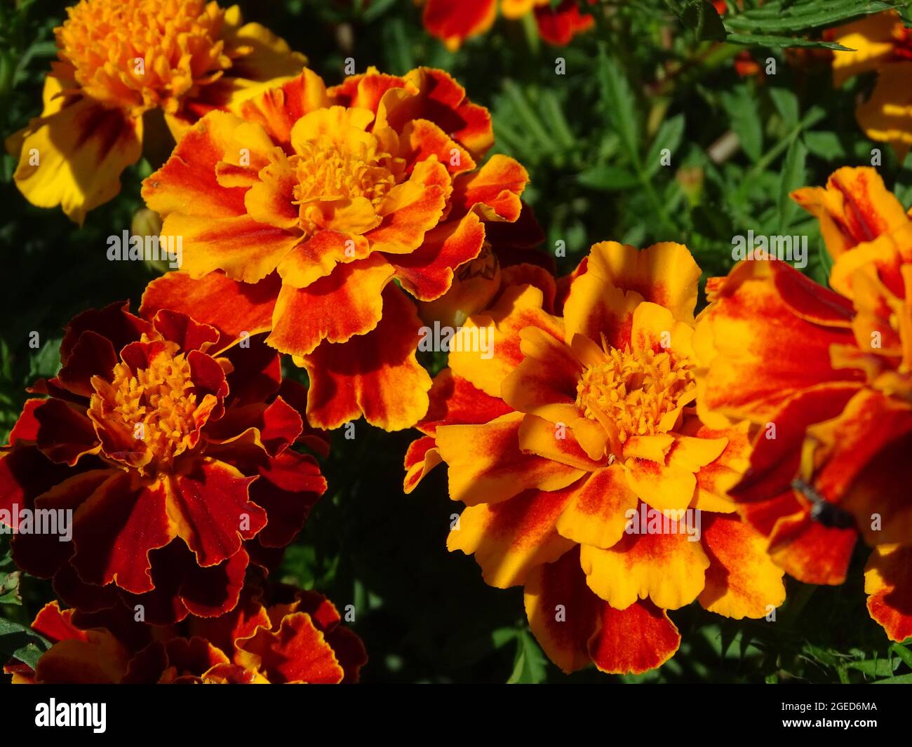fiori di marigold arancio (tagetes) con coltivazione in orto, con foglie verdi Foto Stock