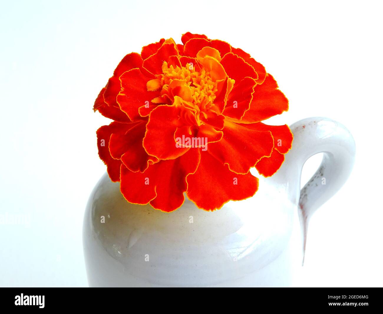 un marigolone arancione (tagete) con un bordo giallo sulle foglie, su un vaso bianco, con fondo bianco Foto Stock