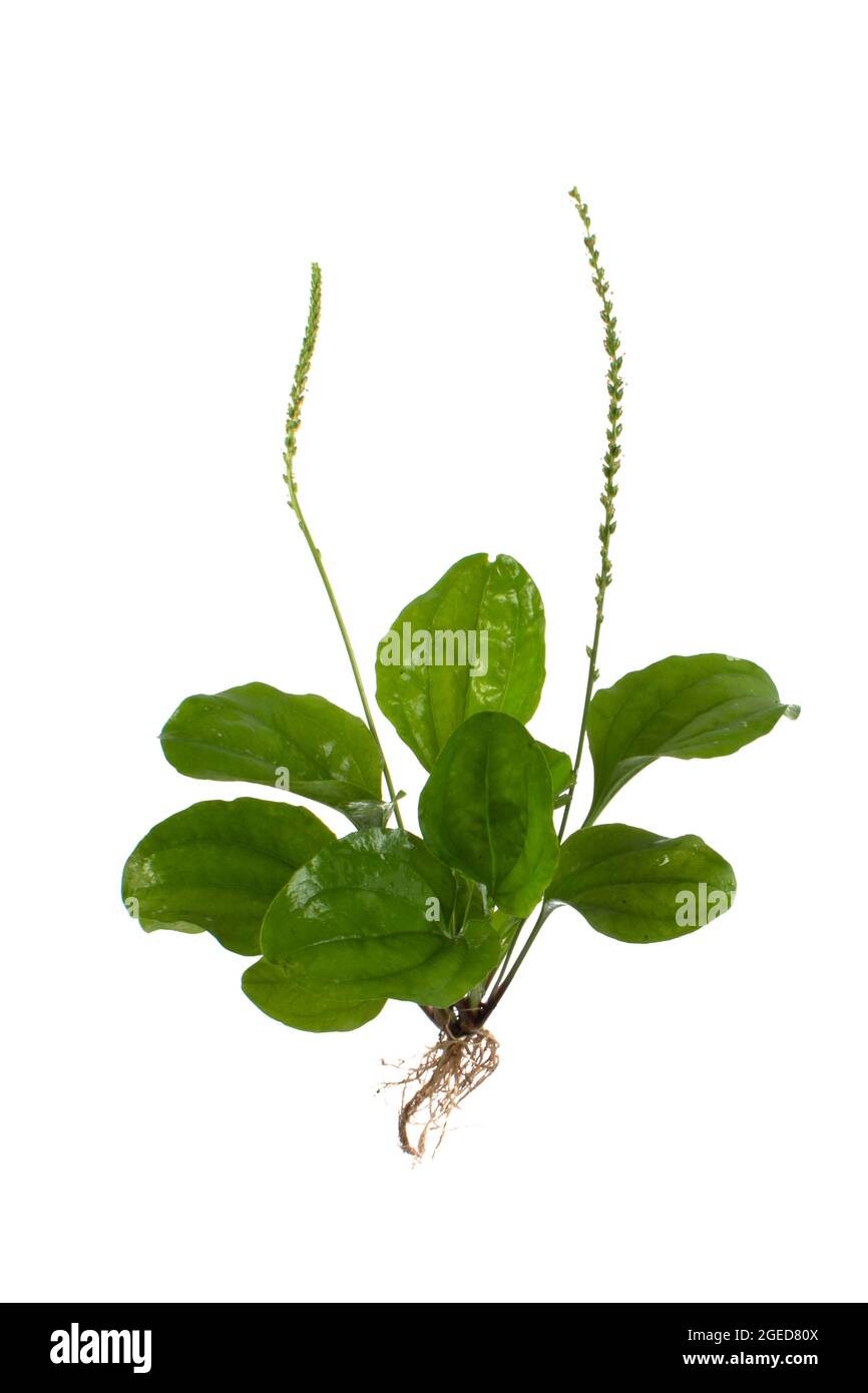 Grande Plantain (Plantago maggiore o Soldier s Herb) su sfondo bianco Foto Stock