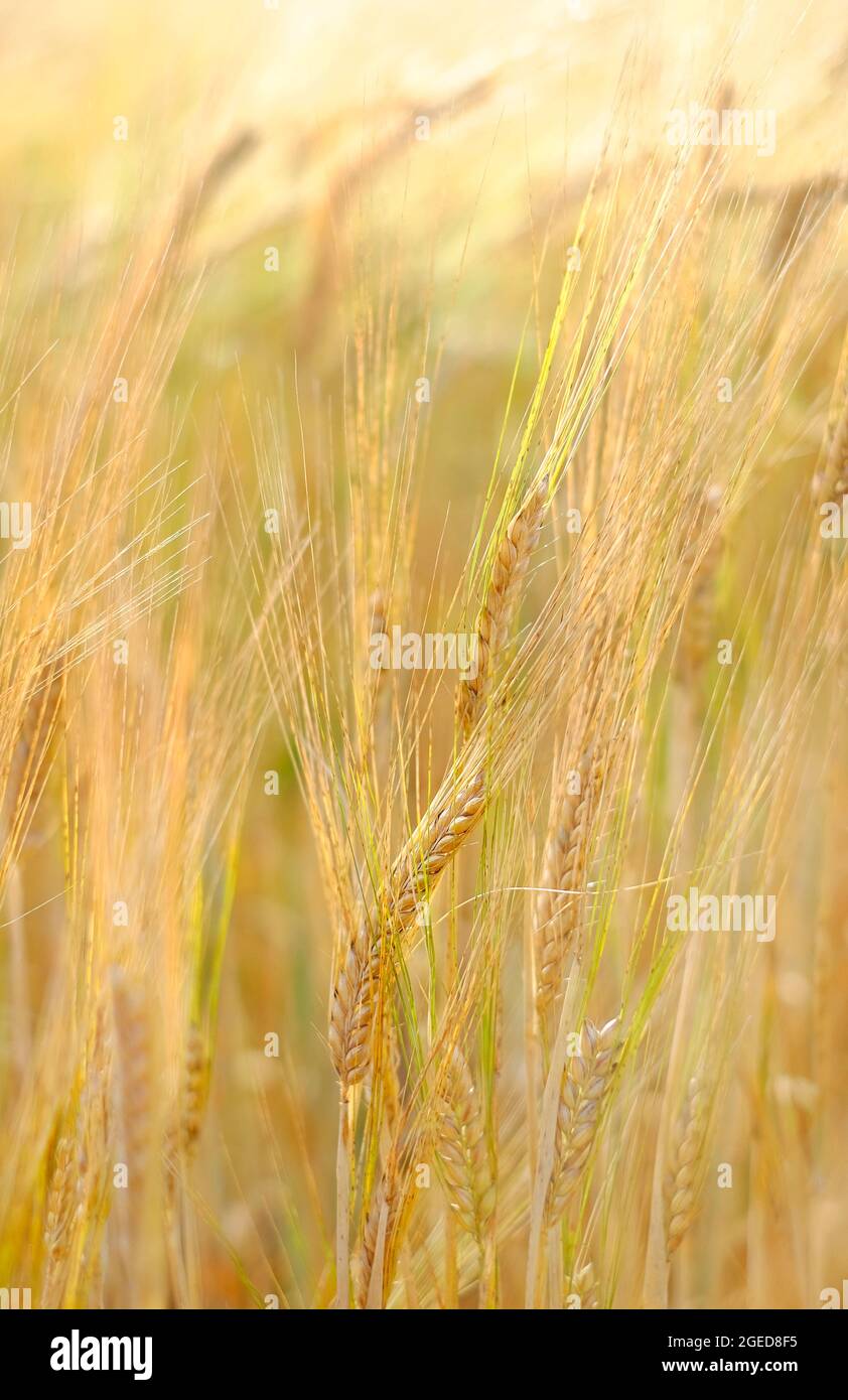 grano raccolto in campo, norfolk, inghilterra Foto Stock