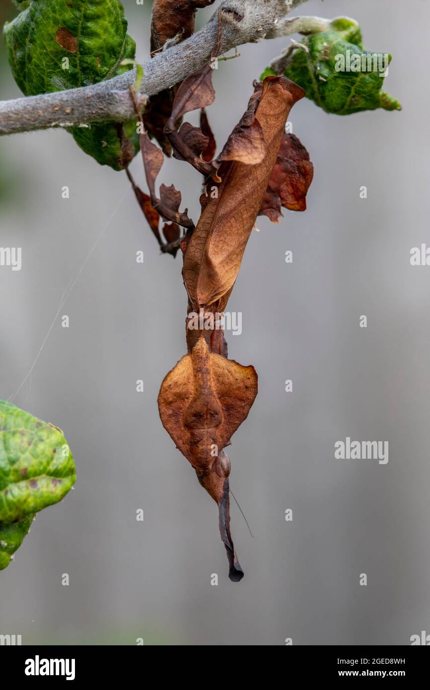 Una foto macro a tutta lunghezza di un mantis fantasma appeso a un ramo di un albero. Foto Stock