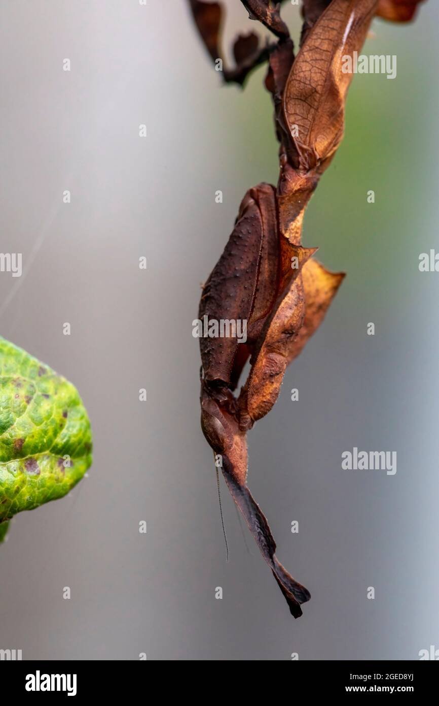 Una foto macro vista laterale da vicino di un mantis fantasma, appeso a un ramoscello di un albero. Foto Stock