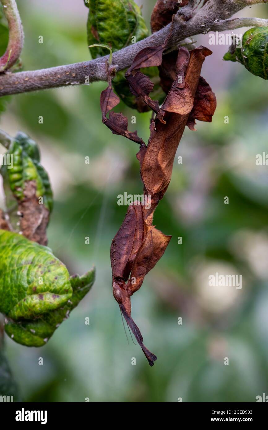 Un profilo laterale a tutta lunghezza di un mantis di preghiera fantasma, appeso a un ramo di albero. Foto Stock