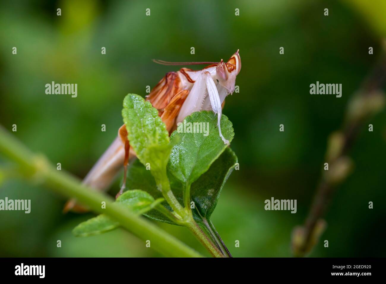 Un primo piano di un maschio Orchid Mantis, che si arrampica su una piccola foglia Foto Stock