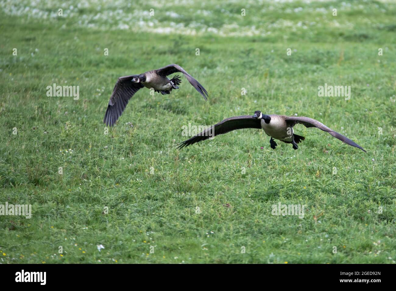 Due oche canadesi con le loro ali allungate, prendendo volo da un prato comune. Foto Stock