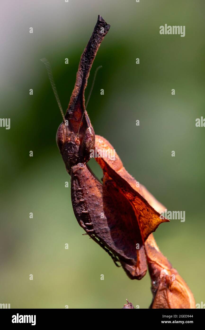 Un primo piano di un fantasma che prega Mantis, mostrando il complesso dettaglio nei suoi occhi. Foto Stock