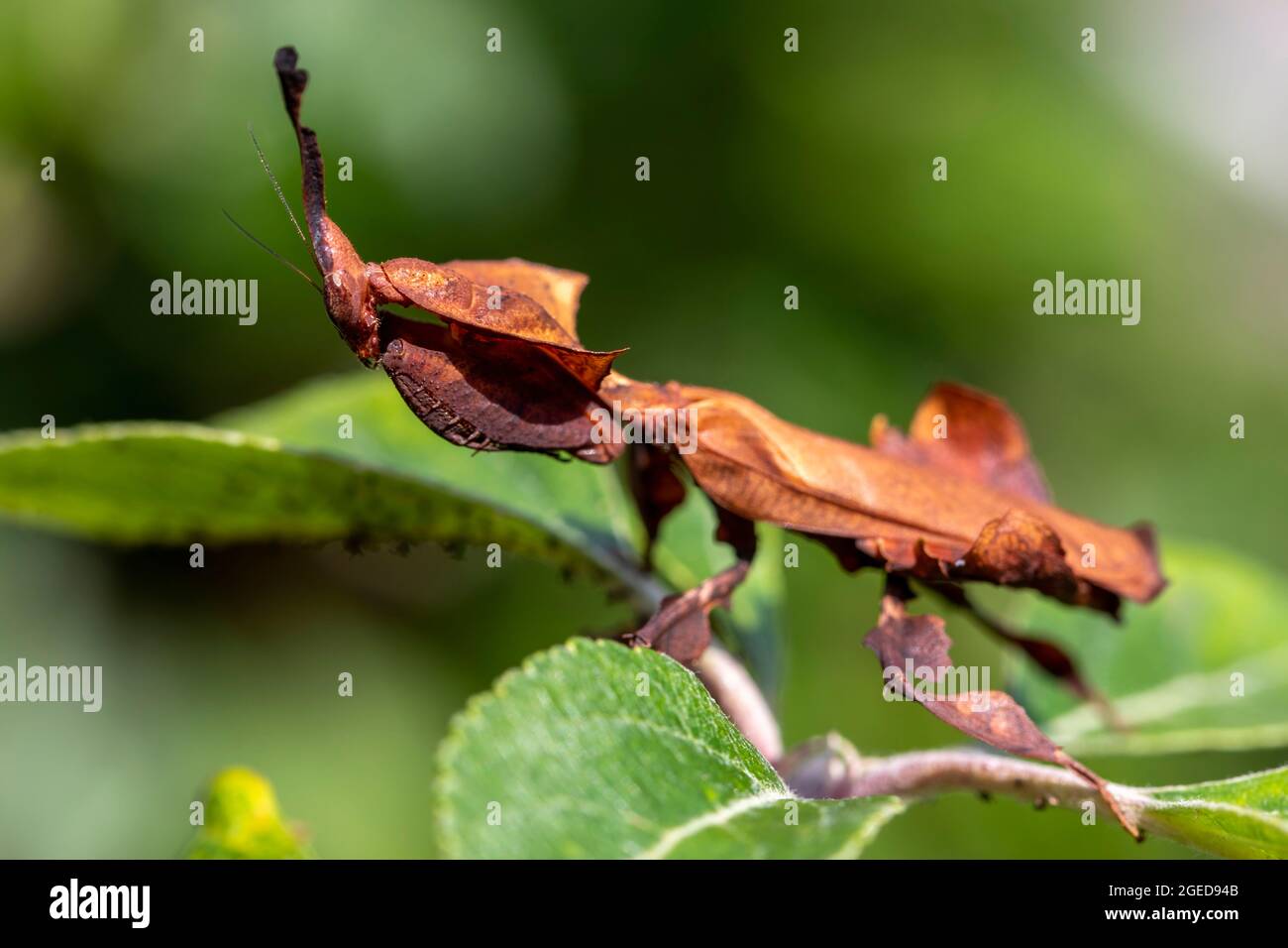 Un porofilo laterale di un fantasma che prega mantis, su una foglia. Foto Stock