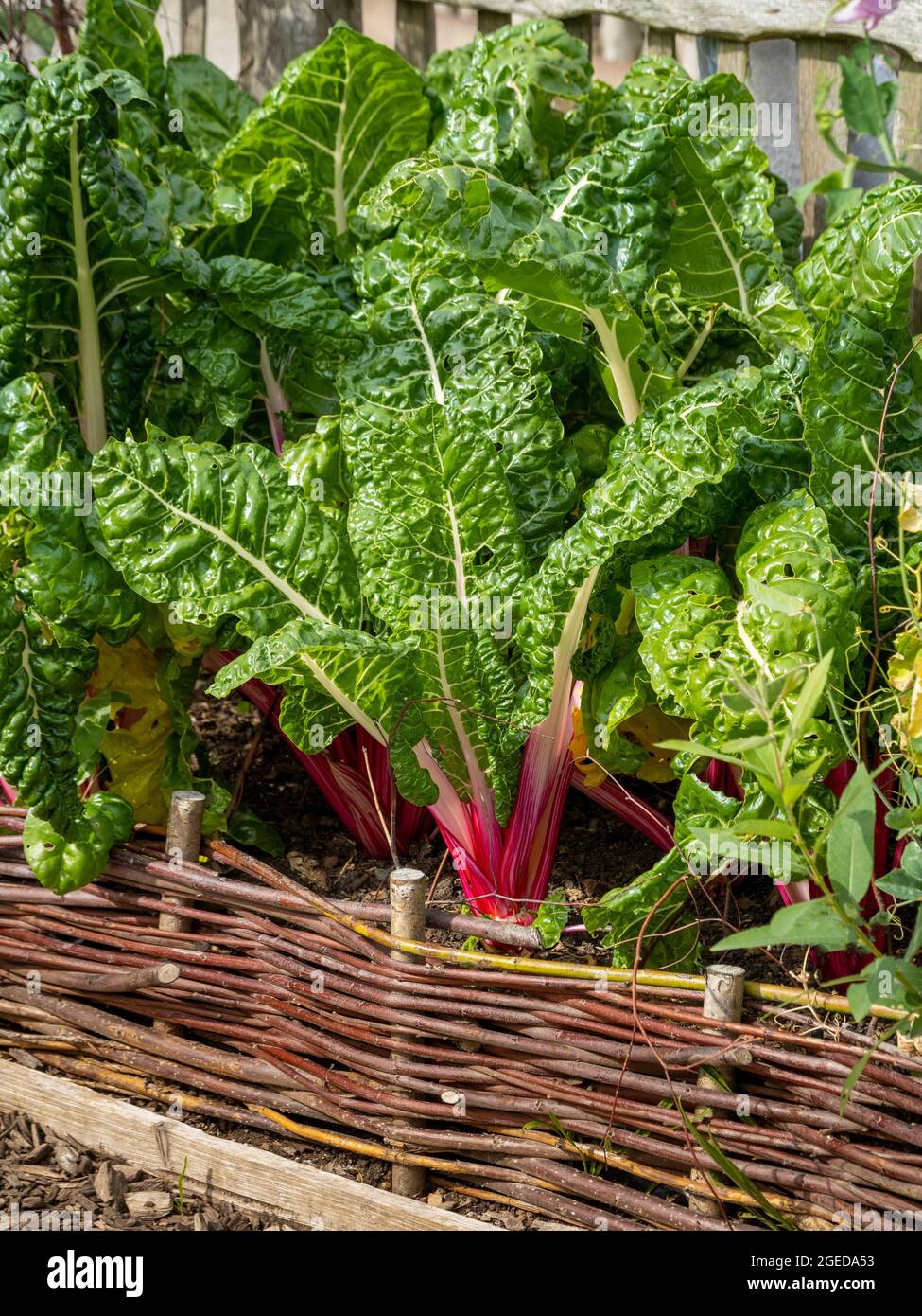 Rubino Svizzero Chard che cresce in un letto rialzato di salice tessuto, in un giardino britannico, Foto Stock