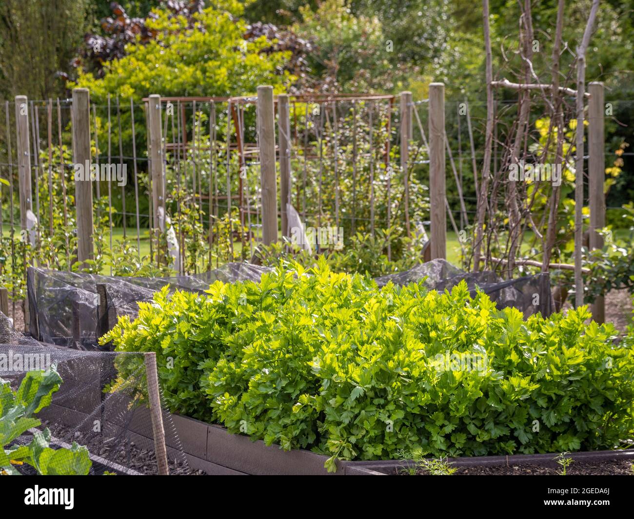 Sedano retroilluminato che cresce in un giardino da cucina del Regno Unito. Foto Stock