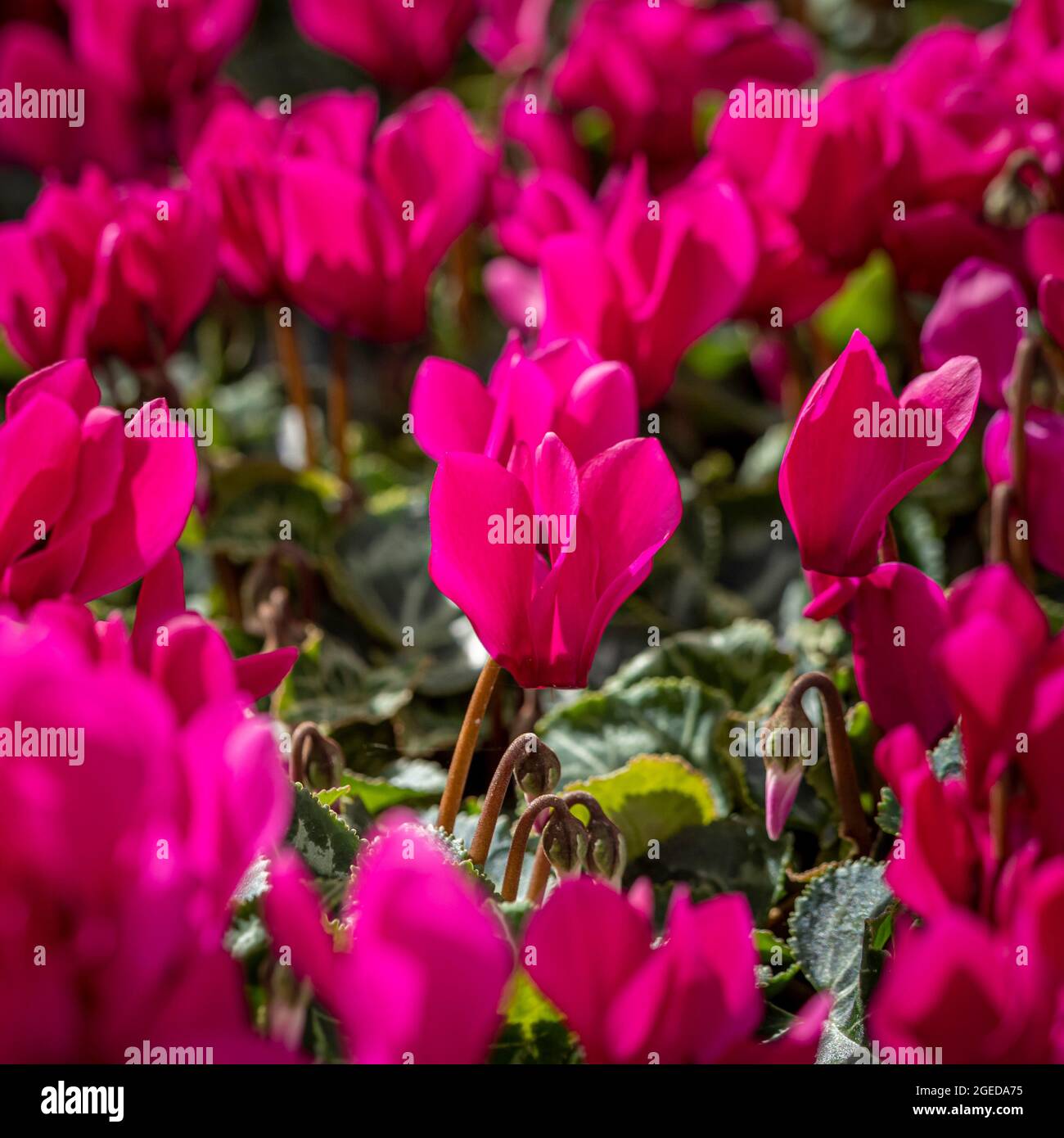 Ciclamino magenta che cresce in un giardino del Regno Unito. Foto Stock