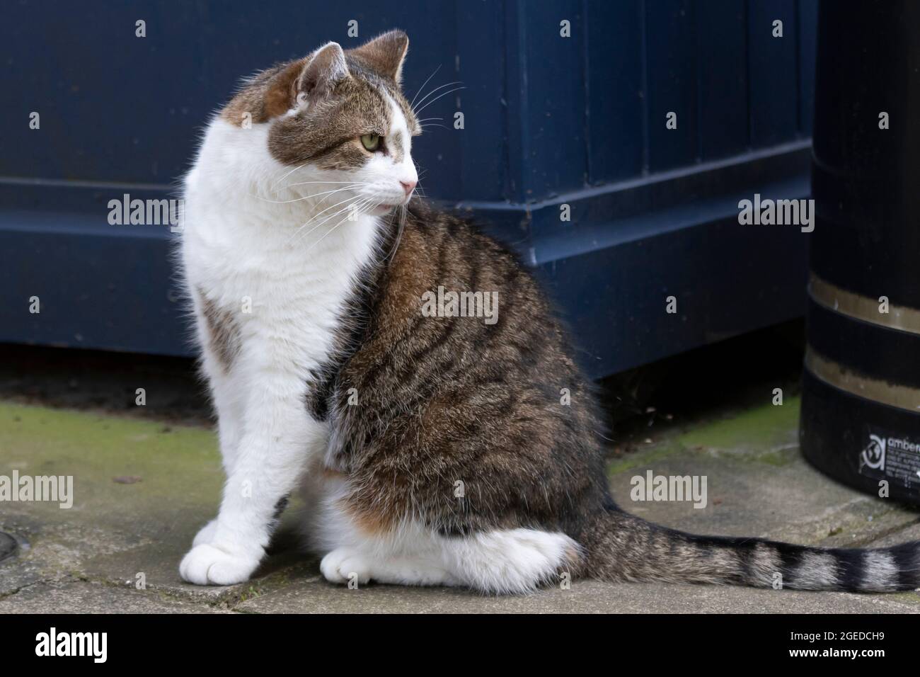 Larry il gatto che vive in numero 10 visto su Downing Street, nel centro di Londra, Regno Unito. 18 agosto 2021 Foto Stock