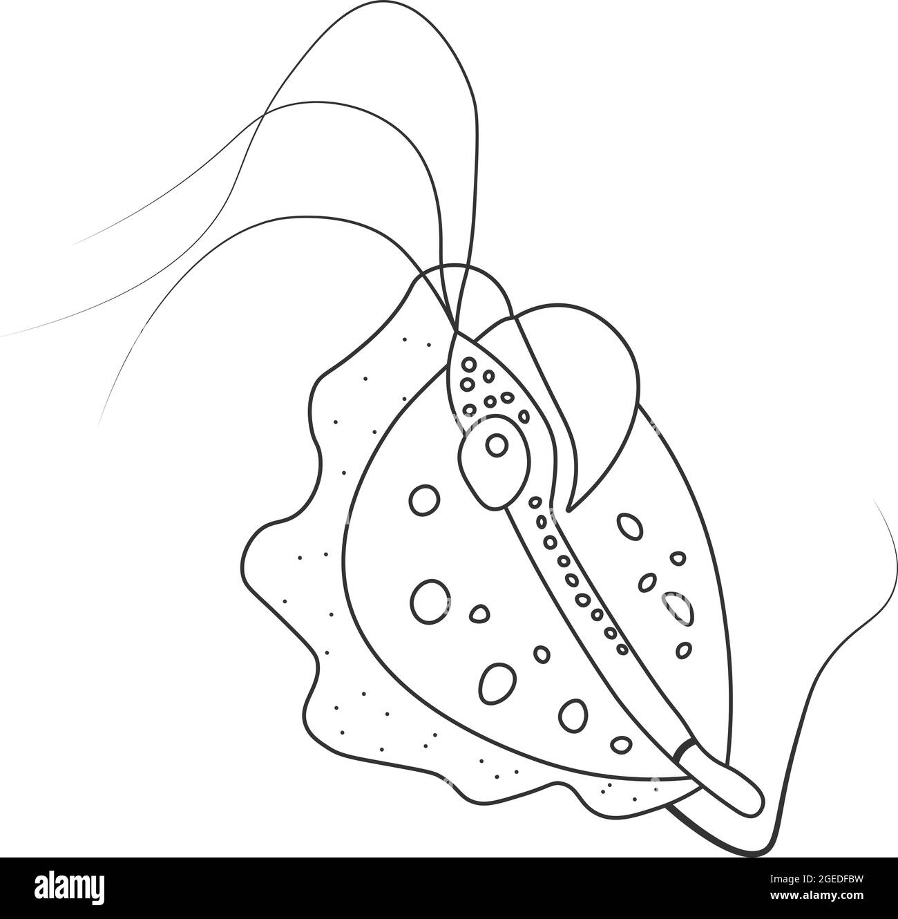 Contorno Trichomonas protozoan. Illustrazione vettoriale di un microrganismo. Illustrazione dei contorni in bianco e nero. Foto Stock