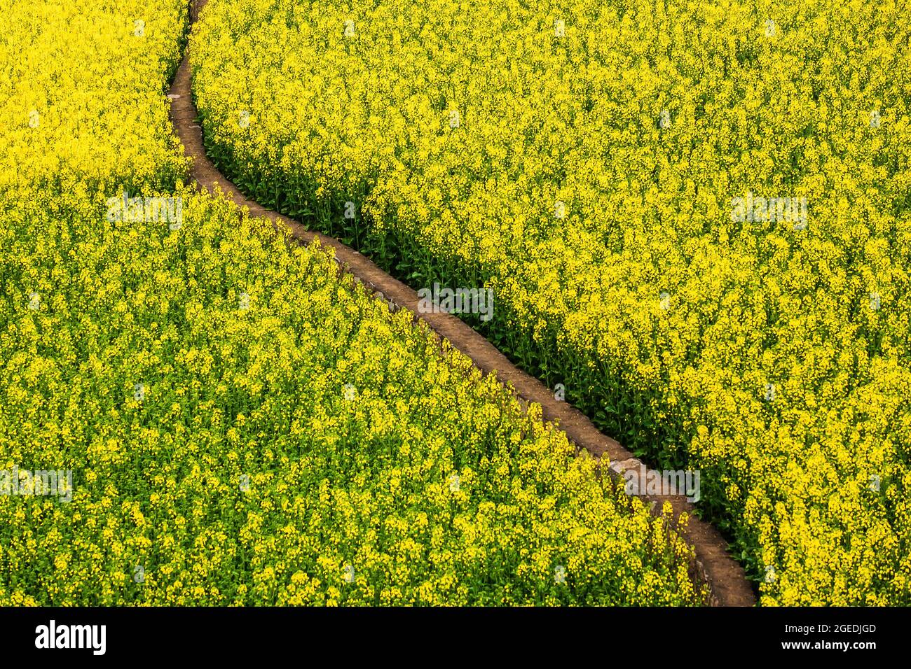 Vista ad angolo alto di un percorso di sterrato curva attraverso campi di fiori di senape in piena fioritura. Texture astratte e pattern di fiori gialli di senape. Cina. Foto Stock