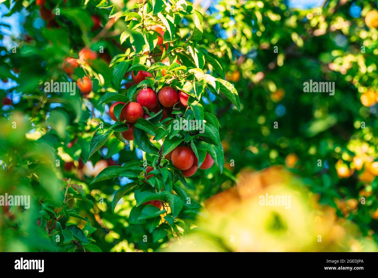 gustose prugne mirabelle fresche sull'albero in estate Foto Stock