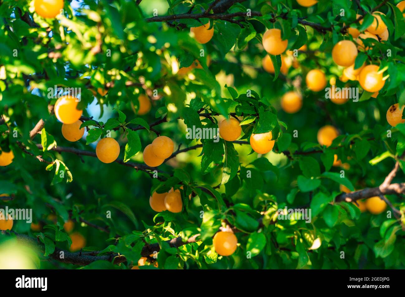 gustose prugne mirabelle fresche sull'albero in estate Foto Stock