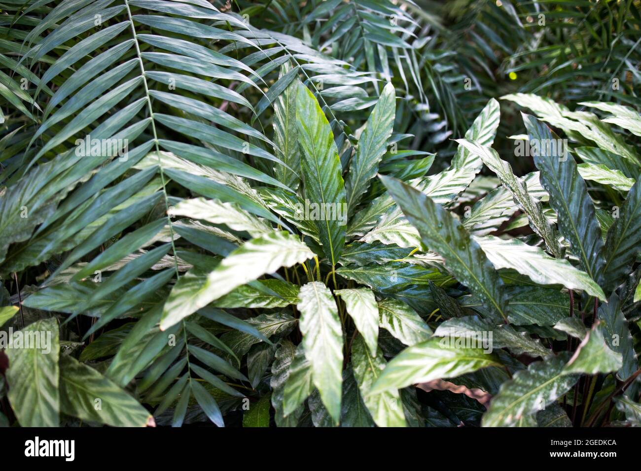 Primo piano di lunga spada verde come foglie ondulate di bordo della pianta  di preghiera (Calatea rufibarba). Casa verde Foto stock - Alamy