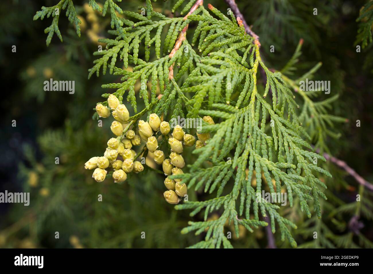 Conifere (Thuja Orientalis): Un primo piano dei coni di semi immaturi. Thuja ramo foglie con piccoli coni. Foto Stock