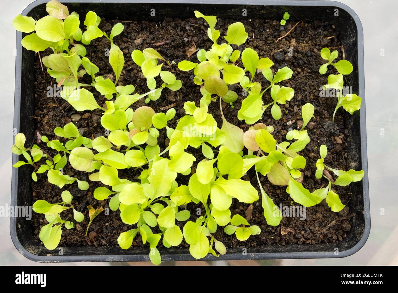 Vista dall'alto guardando in basso su un vassoio di semi di compost giardino coltivazione di lattughe piantine da una miscela di semi italiani in estate Regno Unito KATHY DEWITT Foto Stock