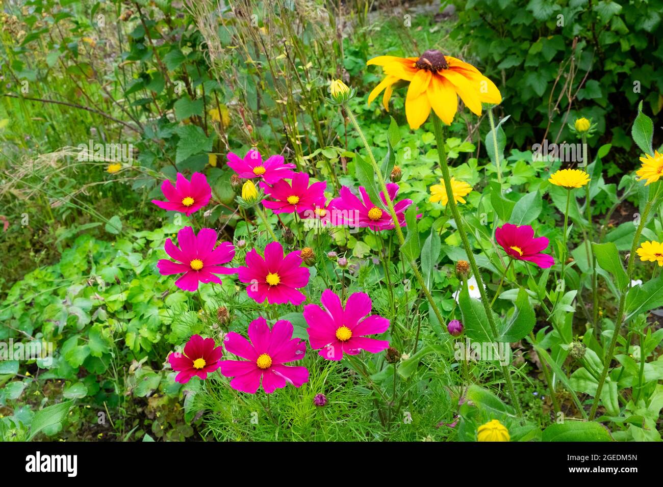 Cosmo rosa scuro bipinnatus crescente in agosto giardino erbaceo misto bordo fiore e giallo Rudbeckia hirta in fiore Galles Gran Bretagna KATHY DEWITT Foto Stock