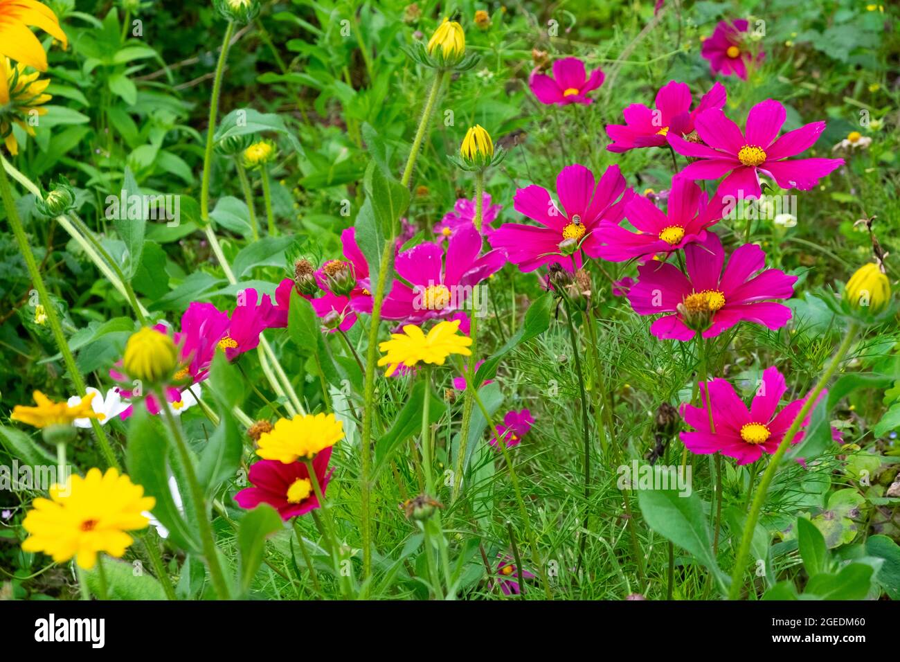 Cosmo rosa scuro bipinnatus coltivando in agosto giardino erbaceo misto fiori bordo e giallo Calendula fioritura in Galles Gran Bretagna KATHY DEWITT Foto Stock