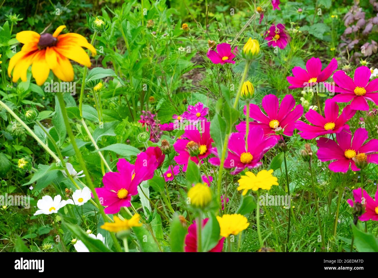 Cosmo rosa scuro bipinnatus crescente in agosto giardino erbaceo misto bordo fiore e giallo Rudbeckia hirta in fiore Galles Gran Bretagna KATHY DEWITT Foto Stock