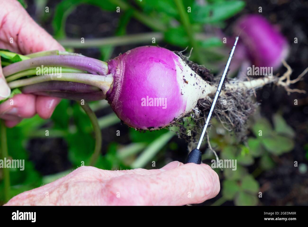 La rapa viola pronta per la raccolta in giardino biologico nel Galles occidentale nel mese di agosto estate UK KATHY DEWITT Foto Stock