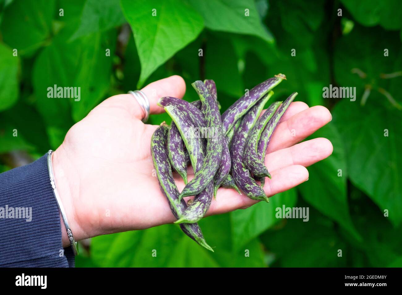 Tenuta a mano fagioli viola macchiati raccolti in un giardino biologico nel mese di agosto Carmarthenshire Galles UK 2021 KATHY DEWITT Foto Stock