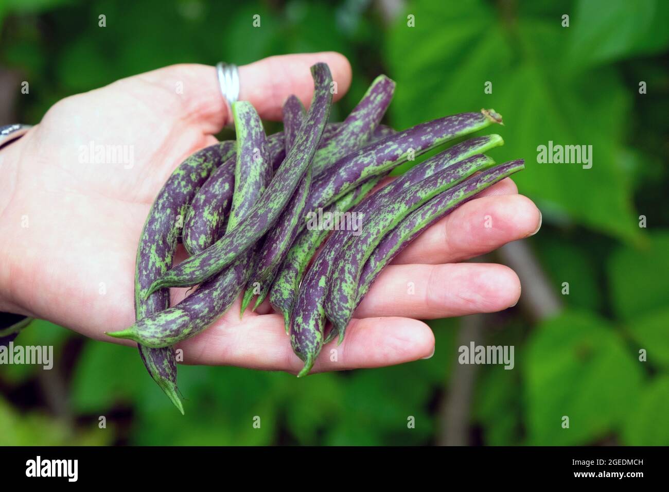 Giovane donna persona tenuta a mano fagioli viola macchiati raccolti in un giardino biologico nel mese di agosto Carmarthenshire Galles UK 2021 KATHY DEWITT Foto Stock