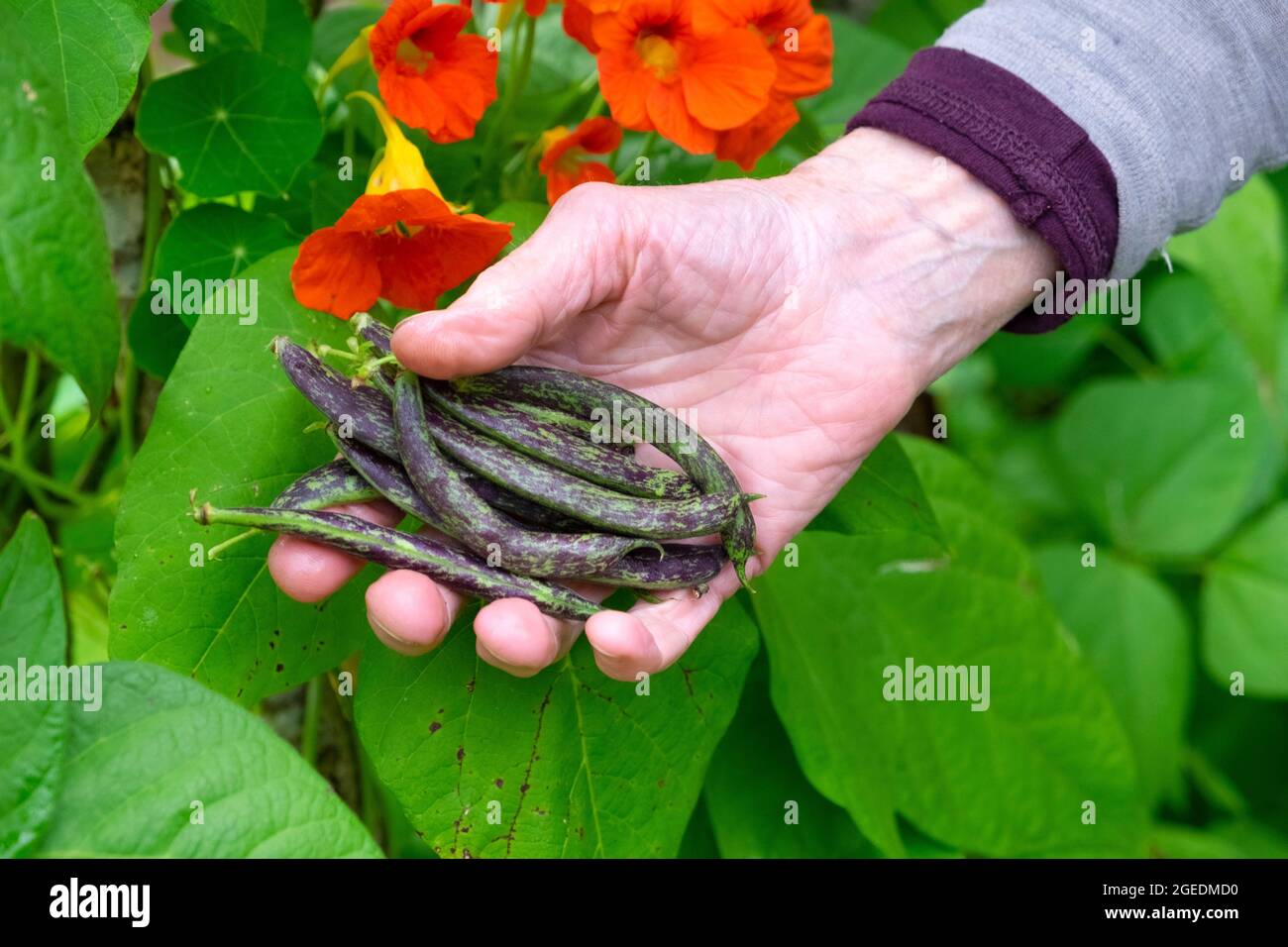 Donna anziana mano che tiene fagioli viola macchiati raccolti in un giardino organico in agosto e i nasturtiums arancioni Galles UK KATHY DEWITT Foto Stock