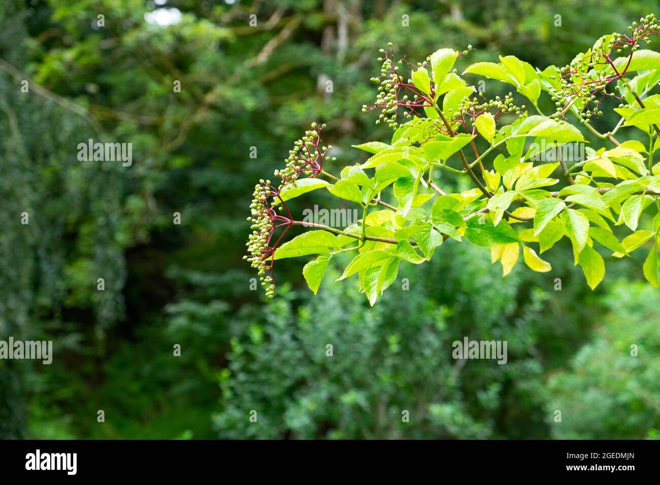 Unmature elsambries close up di bacche su ramo di albero di arbusto di sambuco nei primi di agosto estate prima di maturazione in settembre Galles UK KATHY DEWITT Foto Stock