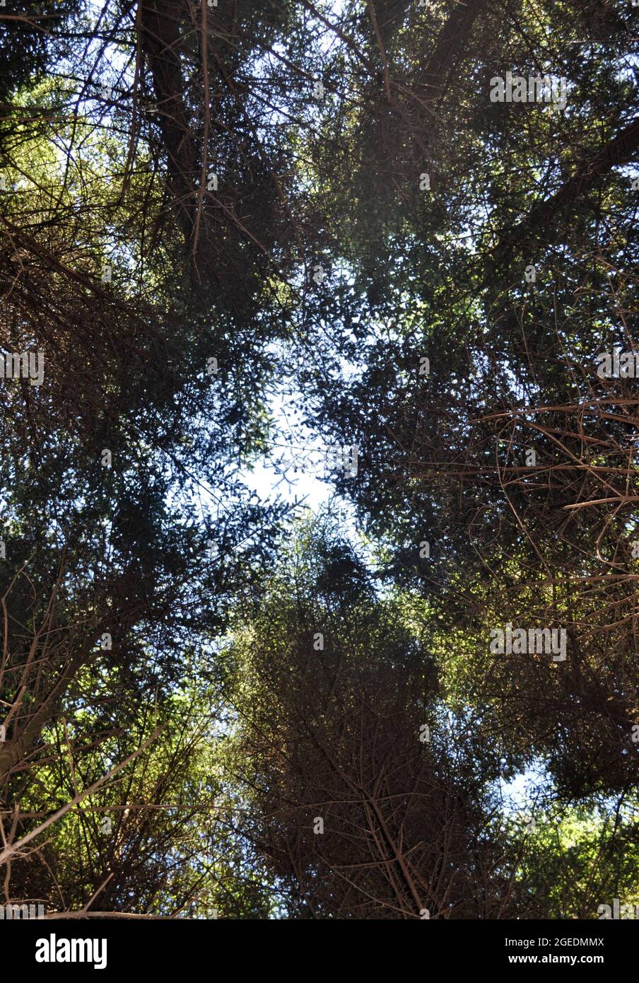 Guardando verso l'alto nel baldacchino di alberi di abete. Il cielo blu è visibile attraverso le cime degli alberi. Isola di Arran, Scozia Foto Stock