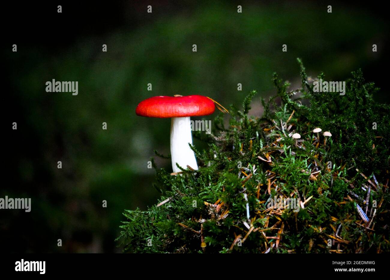 Funghi rossi o toadstool che crescono tra muschi sul pavimento della foresta, Scozia Foto Stock