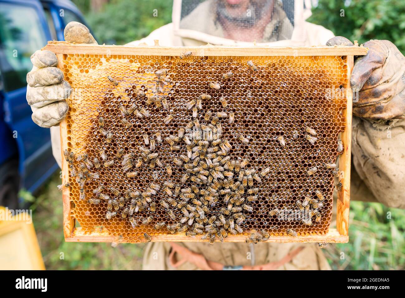 Apicoltore che tiene un nido d'ape pieno di api - lavorando raccogliere miele. Concetto di apicoltura. Foto Stock