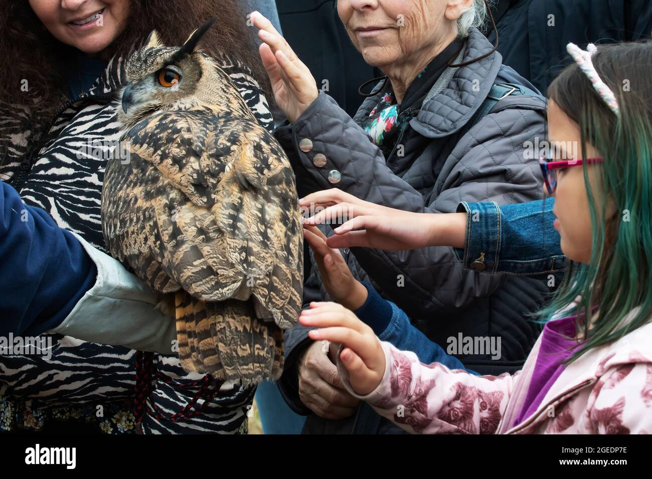 Bambini e adulti che toccano piume di un'aquila gufo nat una presentazione di raptor rehab Foto Stock
