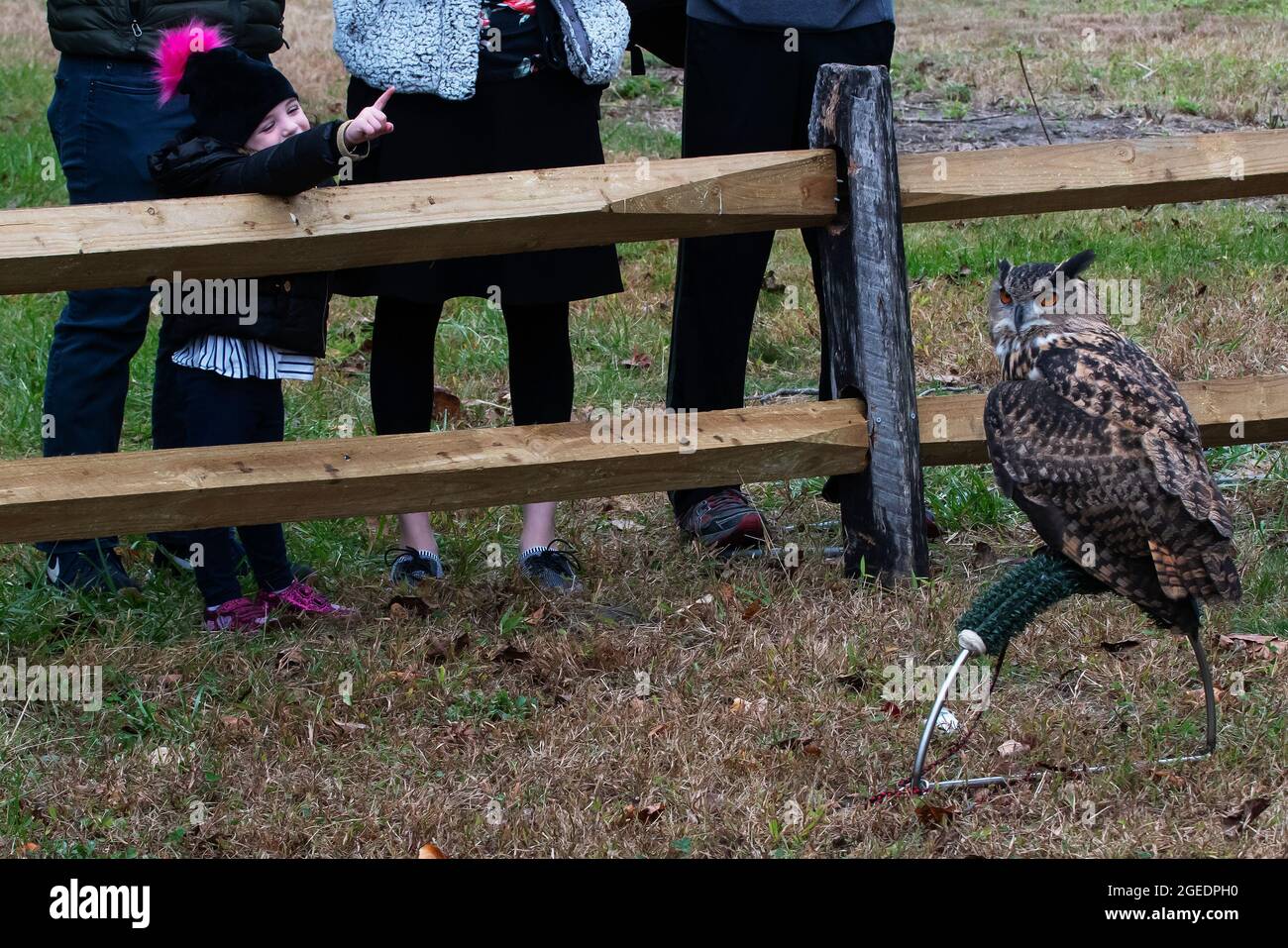 Bambino piccolo e adulti che guardano un gufo captive aquila adulto ad una presentazione di raptor rehab Foto Stock