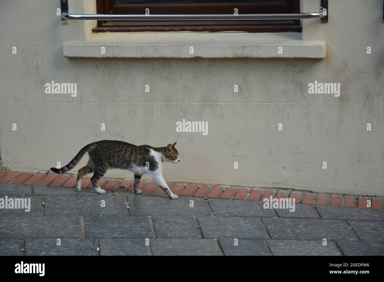 Gatto con coda lunga immagini e fotografie stock ad alta risoluzione - Alamy