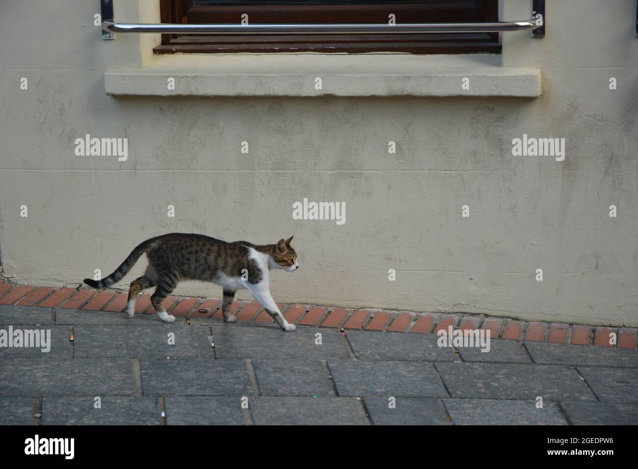 Coda di gatto arricciata Foto stock - Alamy