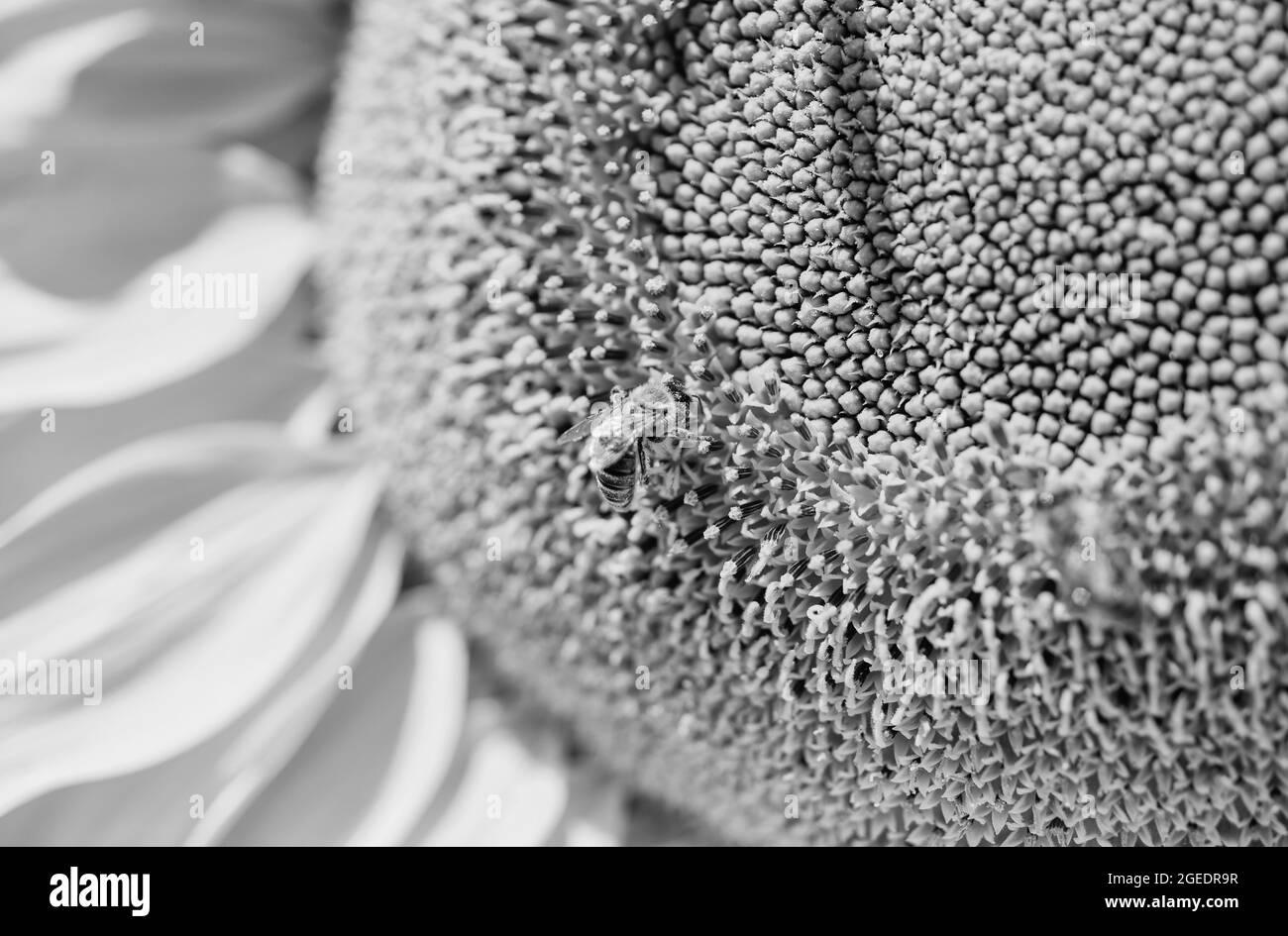 raccolto estivo e concetto di agricoltura. girasole con ape. primo piano di fiore giallo. girasole bello. bellezza della natura estiva. ape fare miele Foto Stock