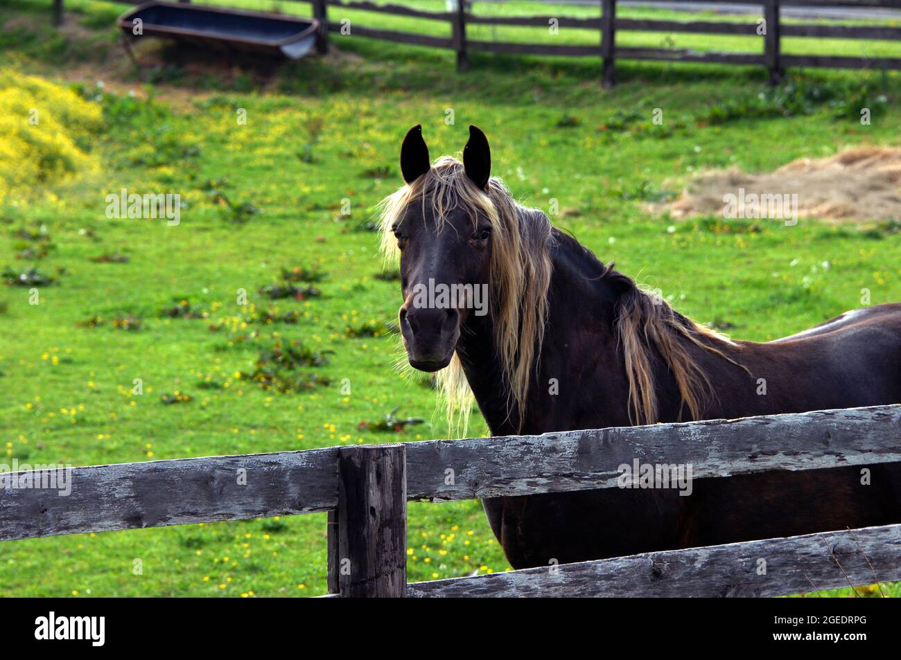 Vecchio cavallo marrone si erge oltre a un rustico recinto di legno. Ha il volto rivolto verso la telecamera. La sua criniera è lunga e dorata. Foto Stock