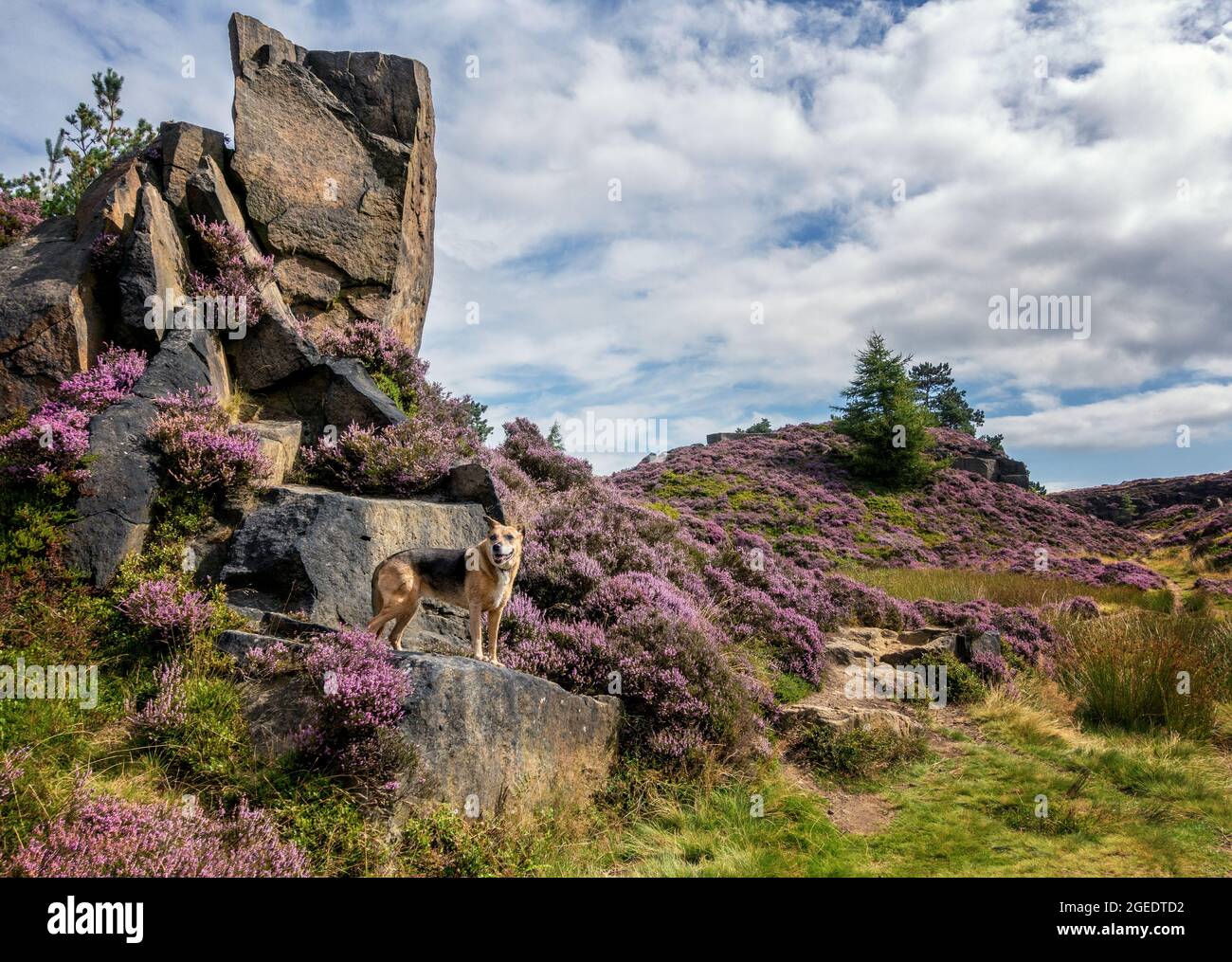 Vista mozzafiato di Ilkley Moor con erica agosto in piena fioritura estiva, pietra gritstone Yorkshire e un cane, Ilkley Moor, paesaggi del Regno Unito Foto Stock