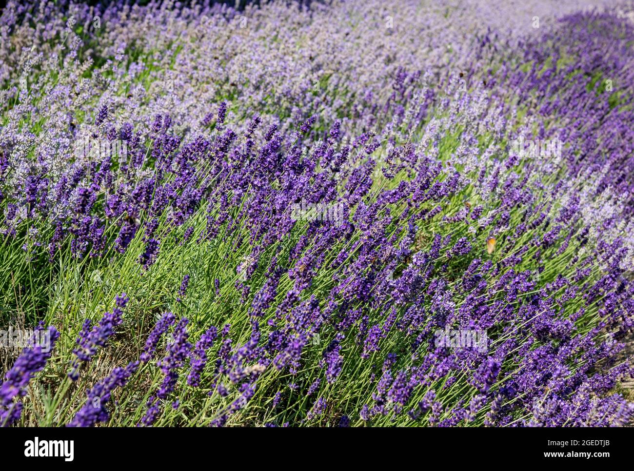 Primo piano di ape friendly viola lavanda piante crescere fiori fioritura in un giardino di confine in estate Inghilterra Regno Unito GB Gran Bretagna Foto Stock