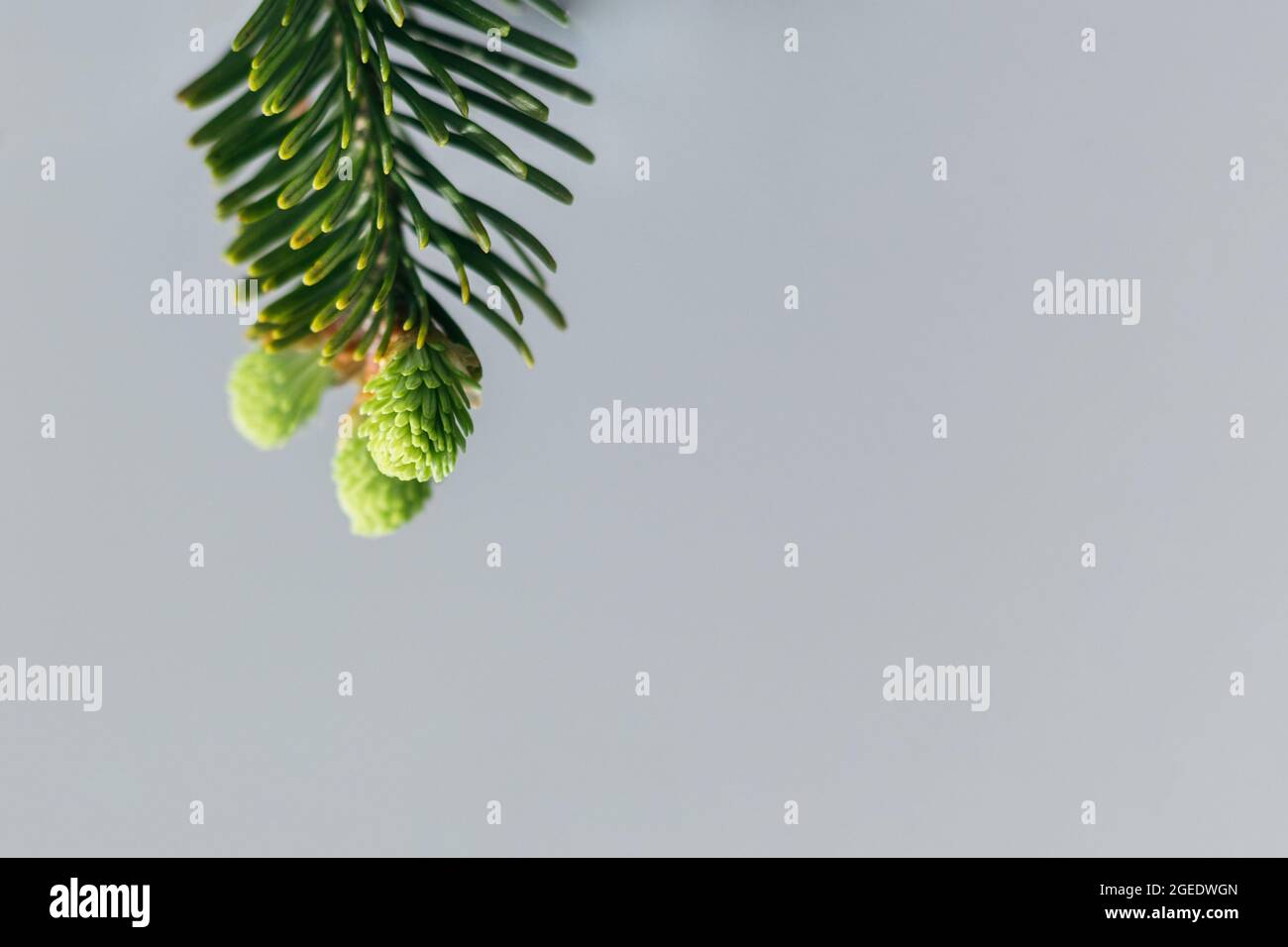 Bel ramo verde di abete rosso con germogli su sfondo grigio. Primo piano di un albero sempreverde di conifere. Messa a fuoco selettiva. Albero di Natale w Foto Stock