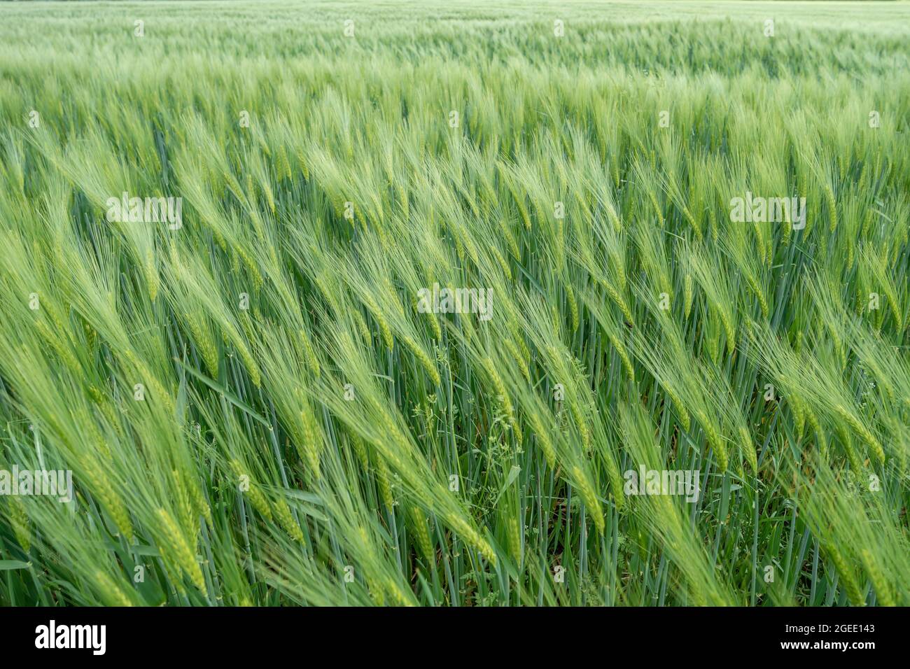 Vista sul bellissimo paesaggio della fattoria con campo di grano verde in primavera, dettagli, primo piano Foto Stock