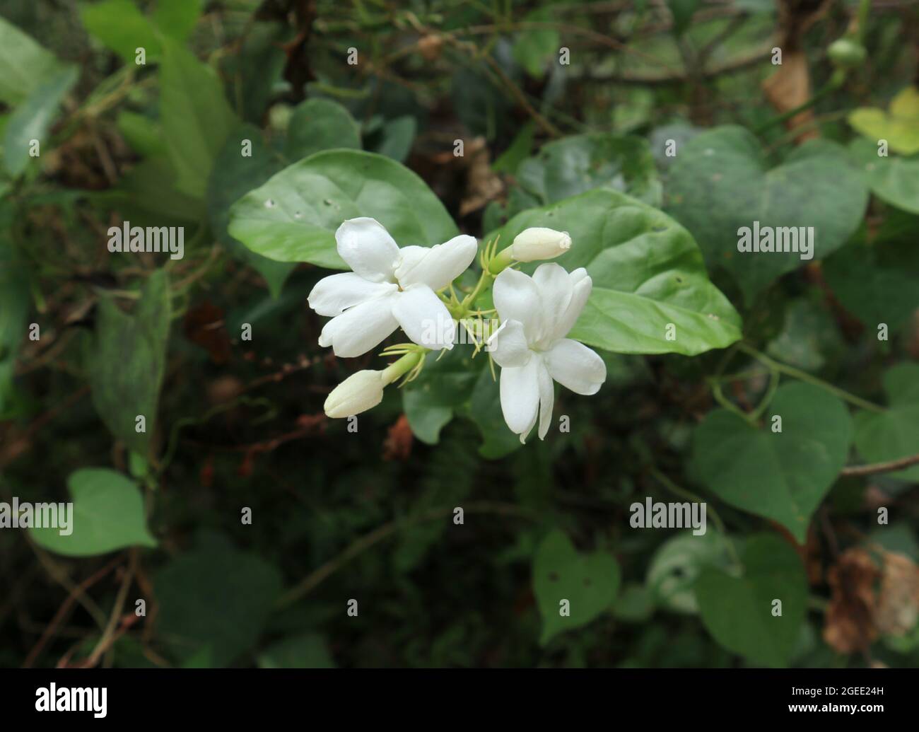 Primo piano di un mazzo di fiori di Jasminum, compresi due fiori e due fiori giovani, questa pianta è chiamata Gata pichcha in Sri Lanka Foto Stock