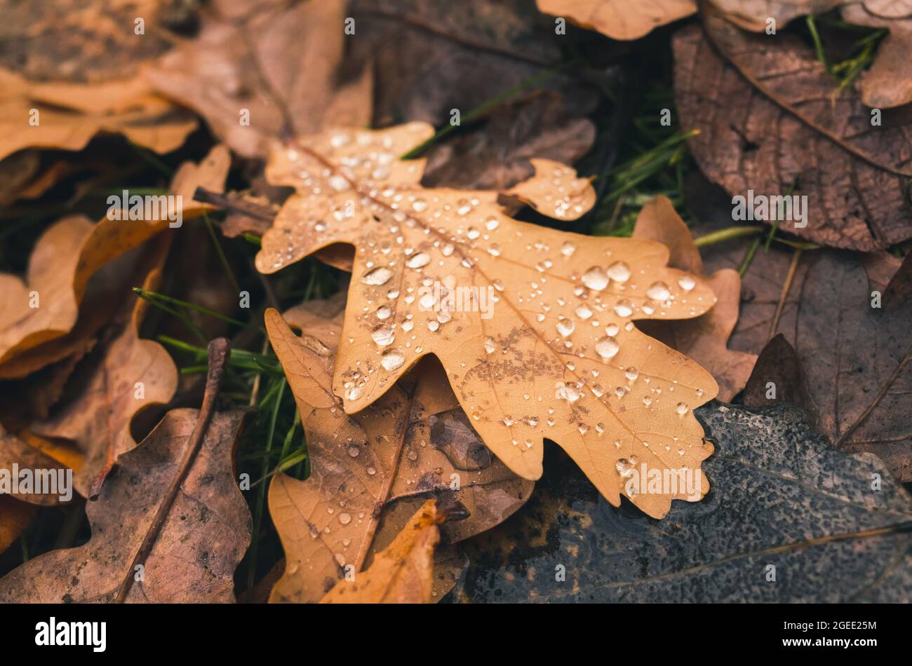 Foglie di quercia con gocce di rugiada si adagia a terra nella foresta autunnale. Foto di sfondo a caduta naturale con messa a fuoco morbida selettiva Foto Stock