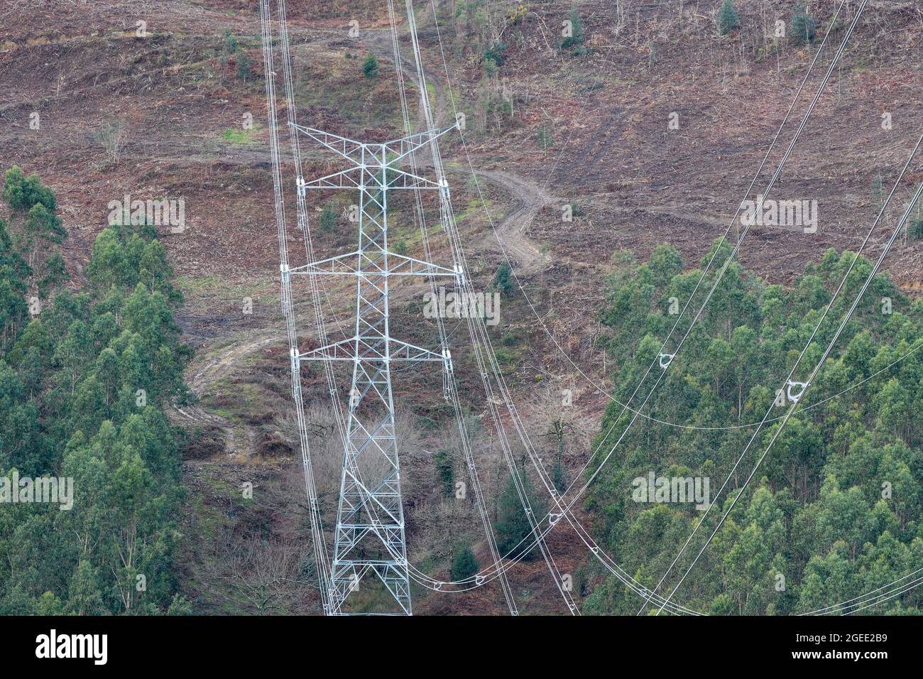 Impatto visivo delle linee ad alta tensione nella foresta Foto Stock