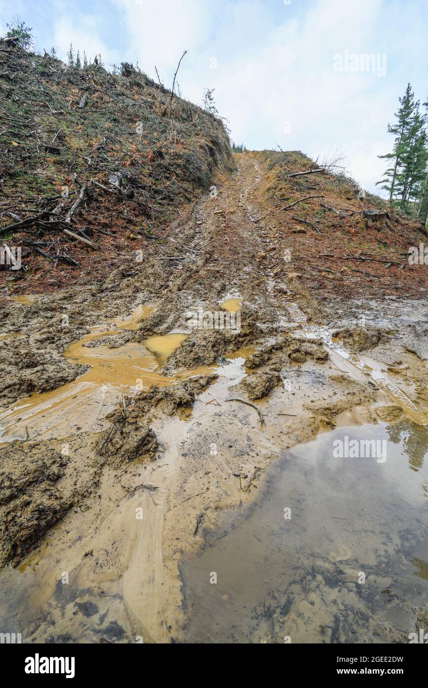 Erosione causata da tracce di foresta Foto Stock