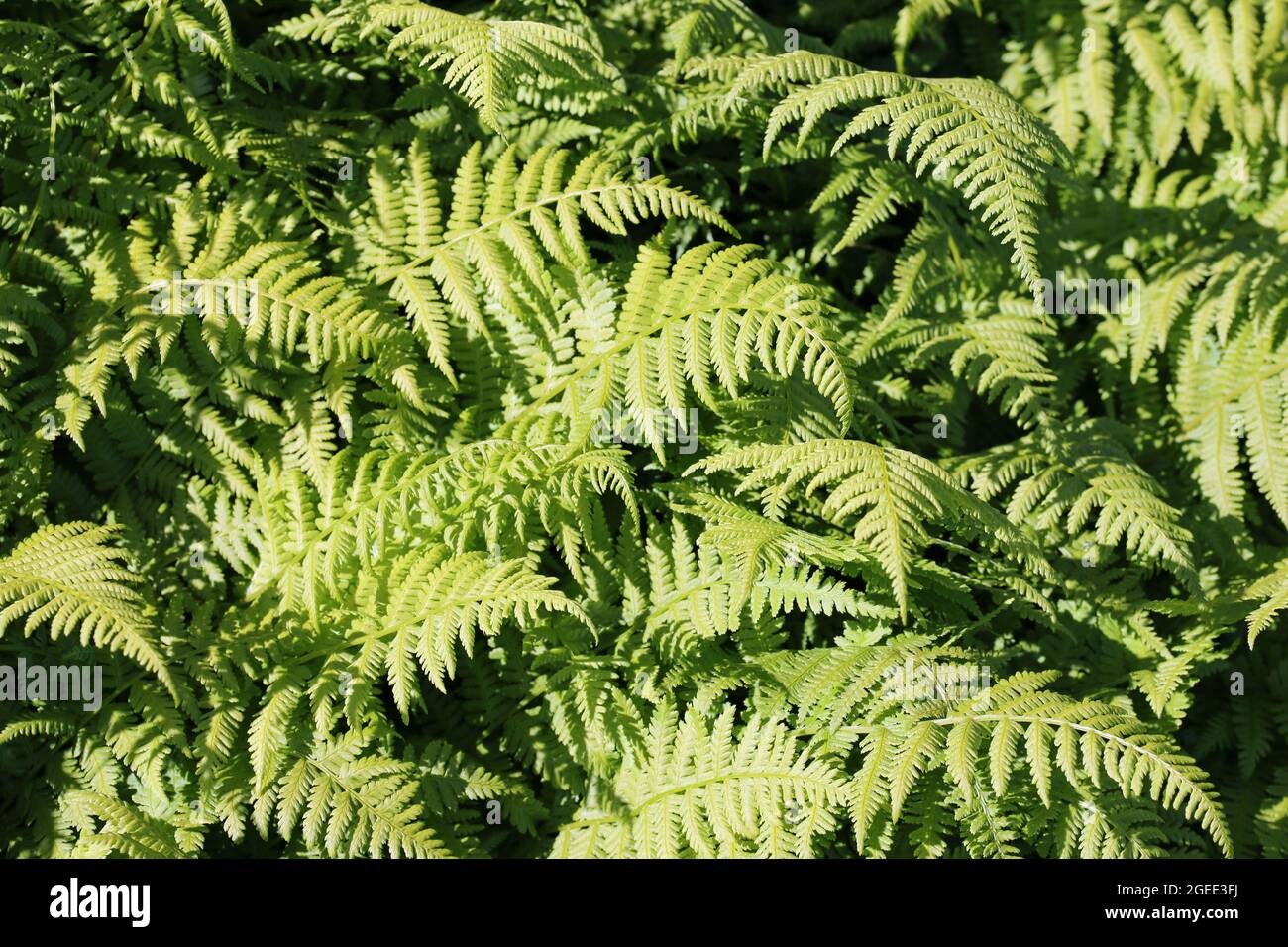 Nana signora fern, Athyrium filix femina varietà Minutissimum, fronti in luce solare brillante senza sfondo ma sfocato ai bordi. Foto Stock