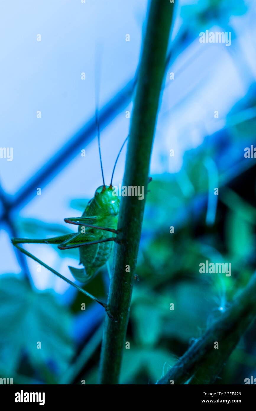 Primo piano di una giovane cavalletta verde su una pianta Foto Stock