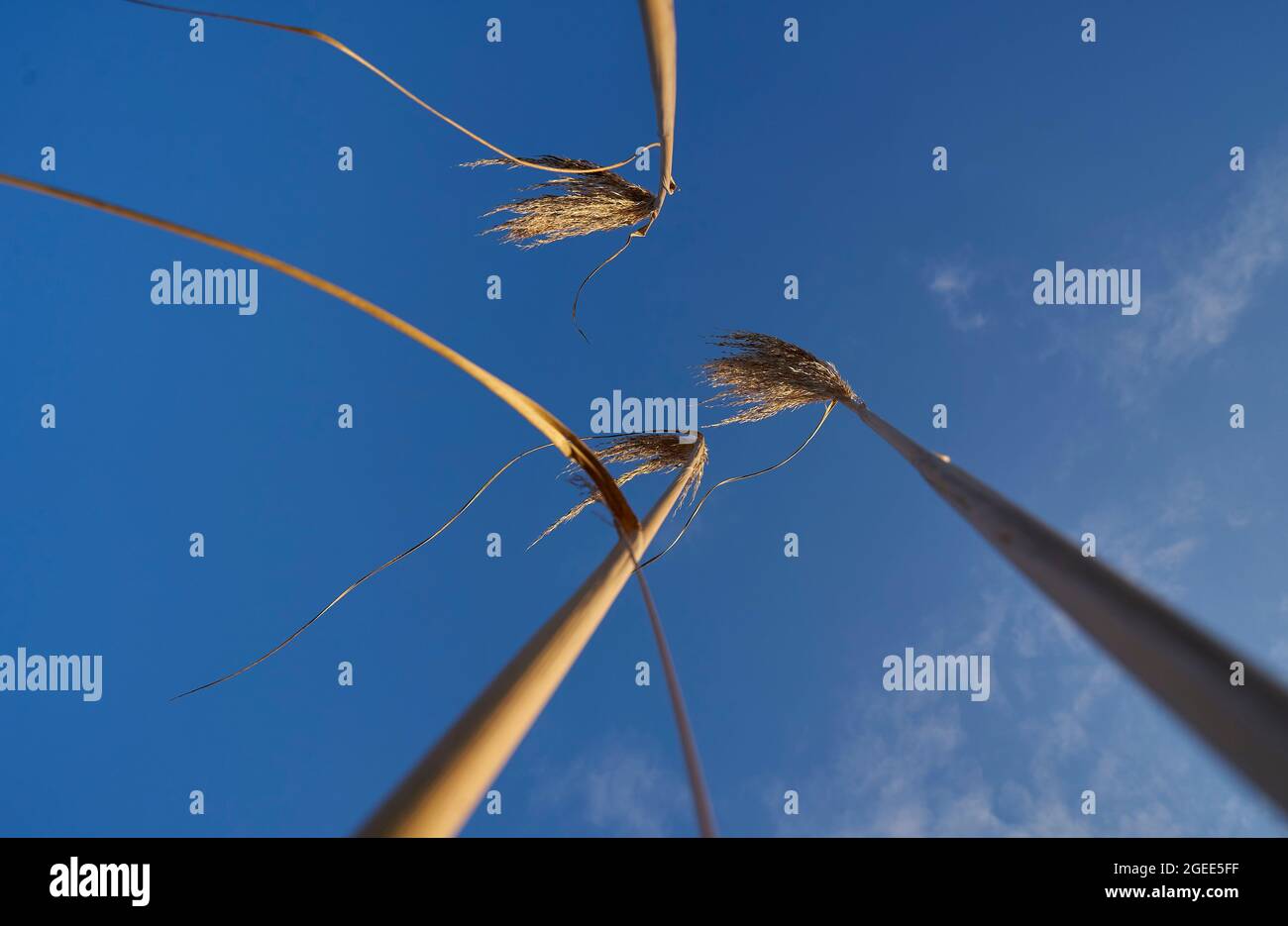 foto da una prospettiva interessante orecchie di erba contro il cielo Foto Stock